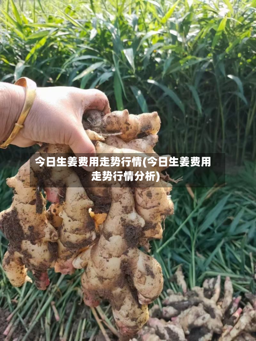 今日生姜费用走势行情(今日生姜费用走势行情分析)
