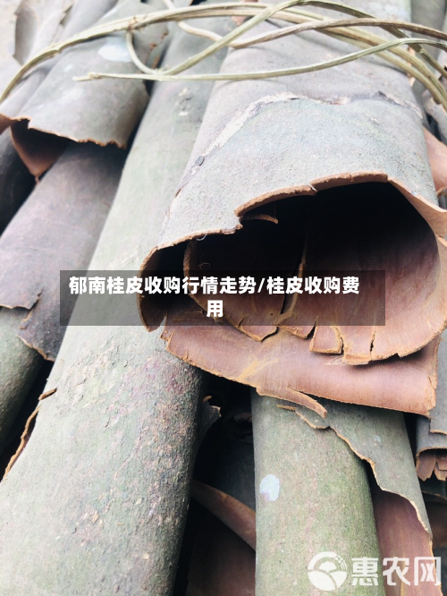 郁南桂皮收购行情走势/桂皮收购费用