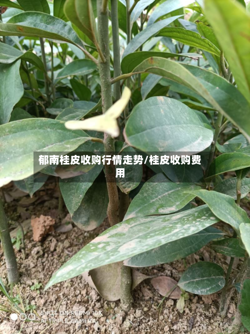 郁南桂皮收购行情走势/桂皮收购费用-第2张图片
