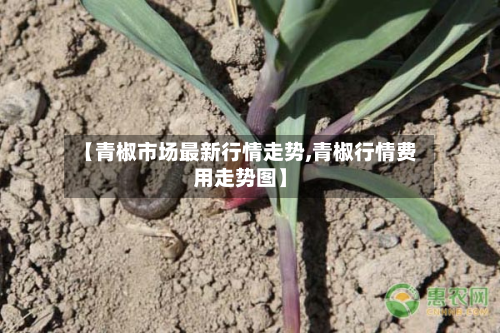 【青椒市场最新行情走势,青椒行情费用走势图】