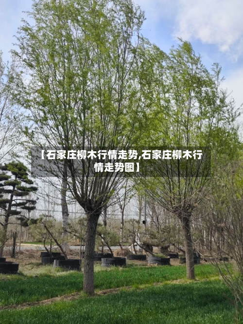 【石家庄柳木行情走势,石家庄柳木行情走势图】