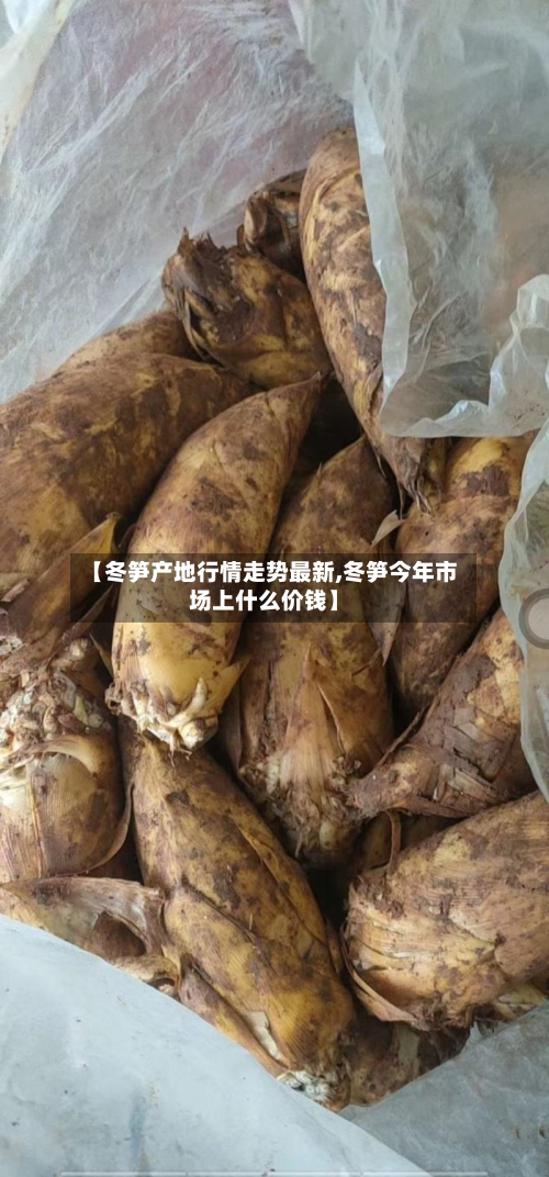 【冬笋产地行情走势最新,冬笋今年市场上什么价钱】