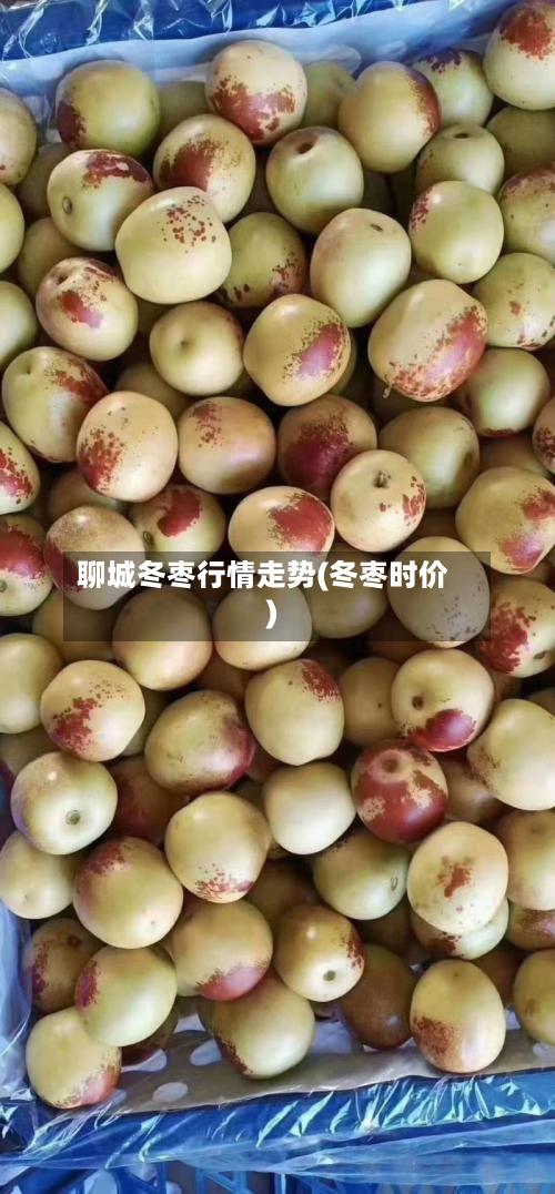 聊城冬枣行情走势(冬枣时价)-第2张图片