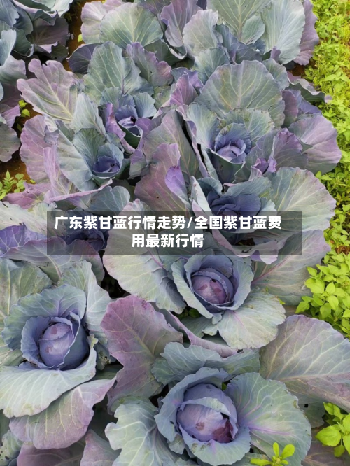 广东紫甘蓝行情走势/全国紫甘蓝费用最新行情-第3张图片