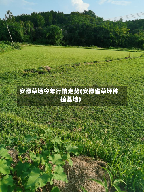 安徽草场今年行情走势(安徽省草坪种植基地)