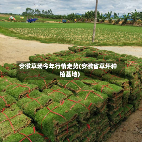 安徽草场今年行情走势(安徽省草坪种植基地)-第3张图片