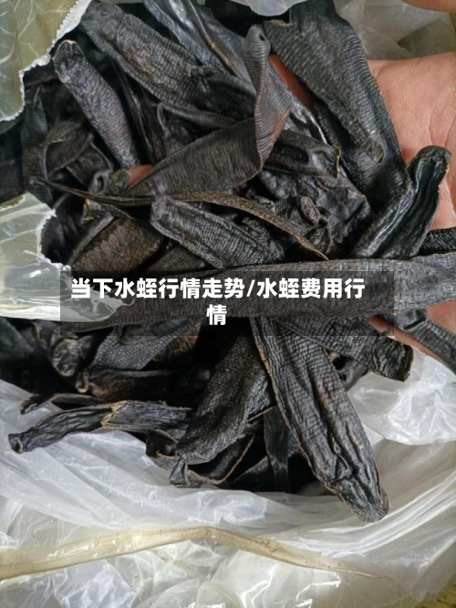 当下水蛭行情走势/水蛭费用行情