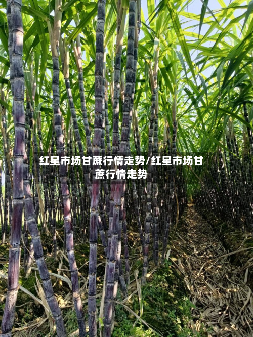 红星市场甘蔗行情走势/红星市场甘蔗行情走势