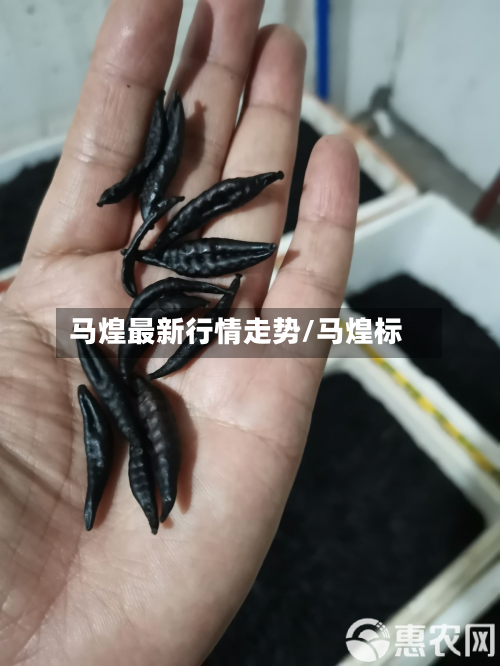 马煌最新行情走势/马煌标-第2张图片