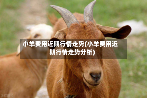 小羊费用近期行情走势(小羊费用近期行情走势分析)-第2张图片
