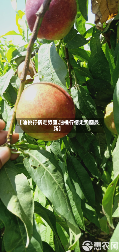 【油桃行情走势图,油桃行情走势图最新】-第2张图片