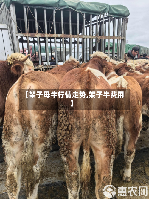 【架子母牛行情走势,架子牛费用】-第3张图片