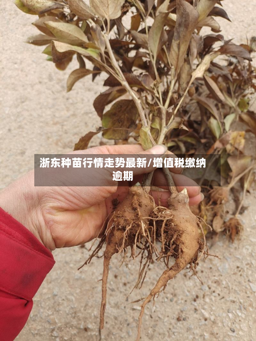 浙东种苗行情走势最新/增值税缴纳逾期-第3张图片