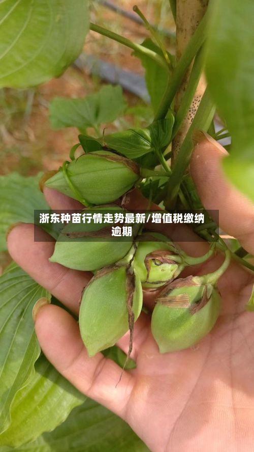 浙东种苗行情走势最新/增值税缴纳逾期-第2张图片