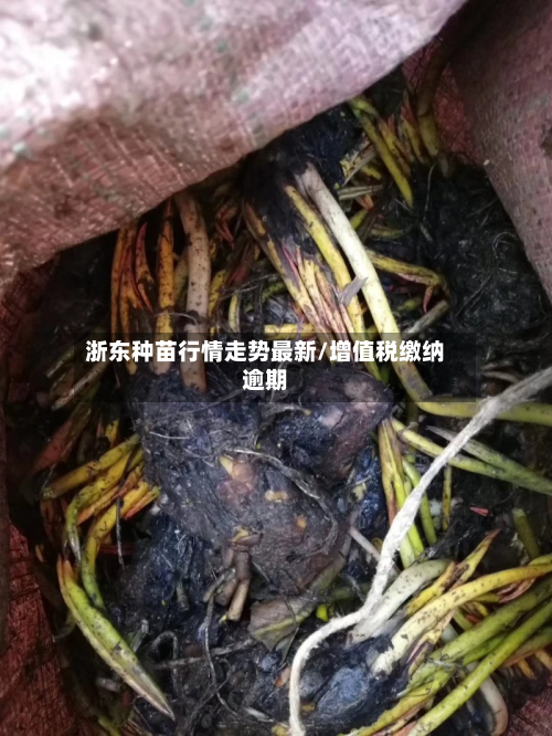 浙东种苗行情走势最新/增值税缴纳逾期