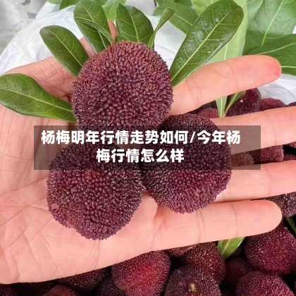 杨梅明年行情走势如何/今年杨梅行情怎么样-第2张图片