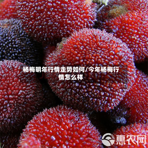 杨梅明年行情走势如何/今年杨梅行情怎么样-第3张图片