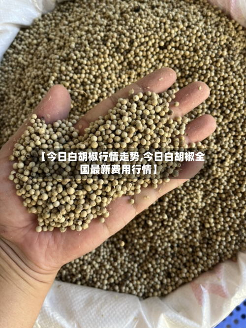 【今日白胡椒行情走势,今日白胡椒全国最新费用行情】