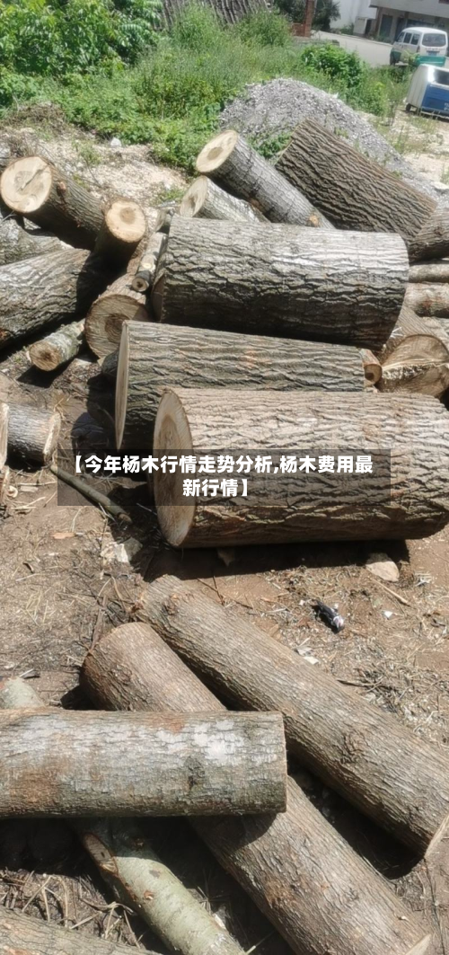 【今年杨木行情走势分析,杨木费用最新行情】