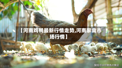 【河南鸡鸭最新行情走势,河南家禽市场行情】