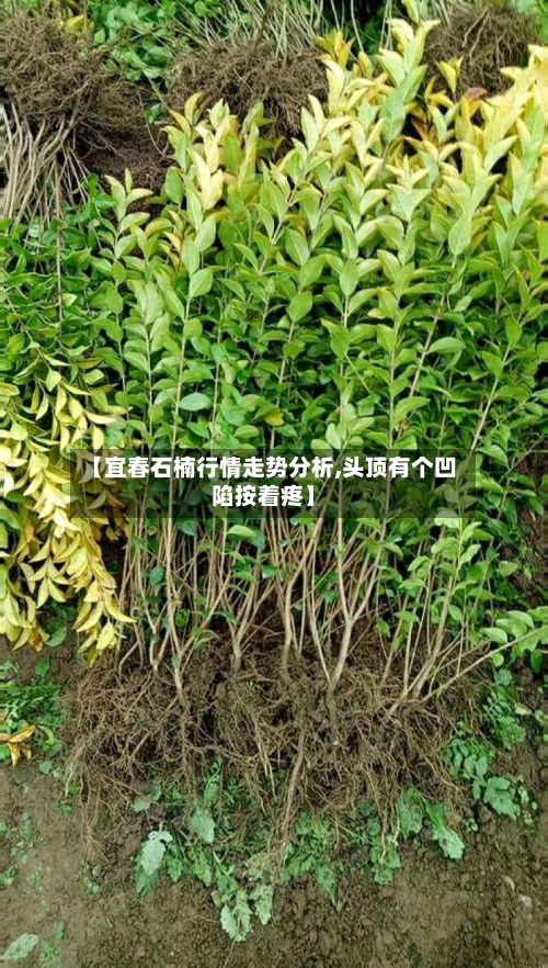 【宜春石楠行情走势分析,头顶有个凹陷按着疼】-第2张图片