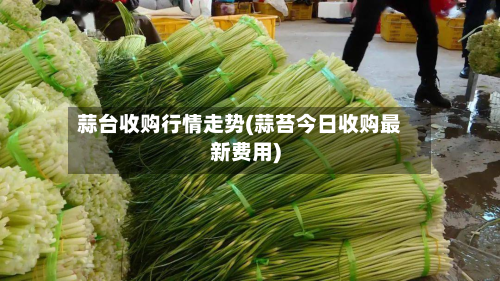 蒜台收购行情走势(蒜苔今日收购最新费用)