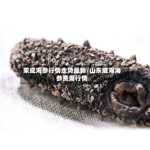 荣成海参行情走势最新/山东威海海参费用行情-第2张图片