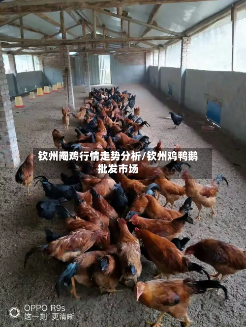 钦州阉鸡行情走势分析/钦州鸡鸭鹅批发市场