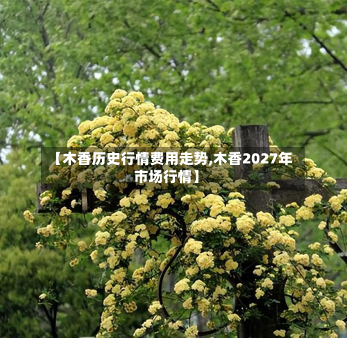 【木香历史行情费用走势,木香2027年市场行情】-第2张图片