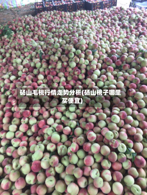 砀山毛桃行情走势分析(砀山桃子哪里买便宜)-第2张图片