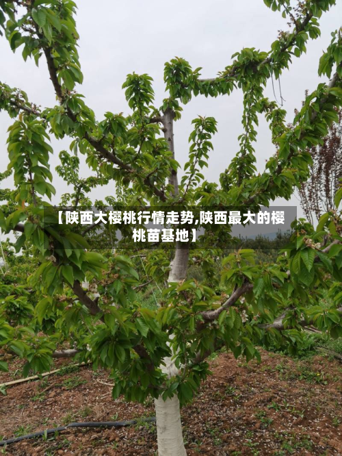 【陕西大樱桃行情走势,陕西最大的樱桃苗基地】