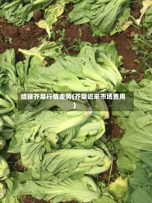 结球芥菜行情走势(芥菜近来市场费用)