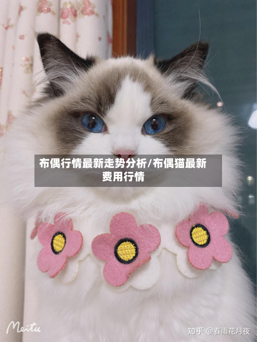 布偶行情最新走势分析/布偶猫最新费用行情