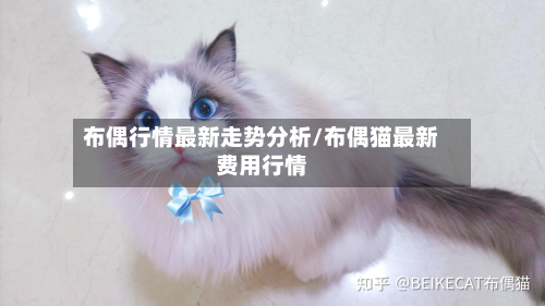 布偶行情最新走势分析/布偶猫最新费用行情-第2张图片