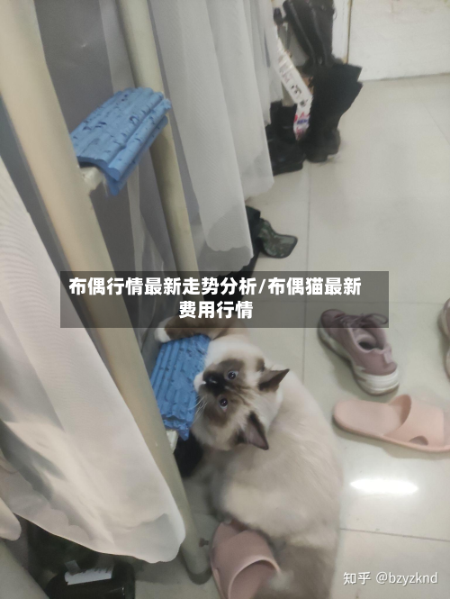 布偶行情最新走势分析/布偶猫最新费用行情-第3张图片