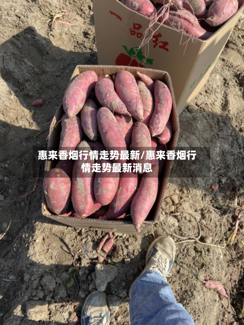 惠来香烟行情走势最新/惠来香烟行情走势最新消息-第3张图片