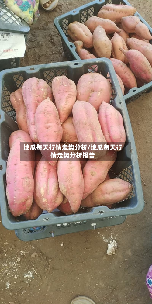 地瓜每天行情走势分析/地瓜每天行情走势分析报告
