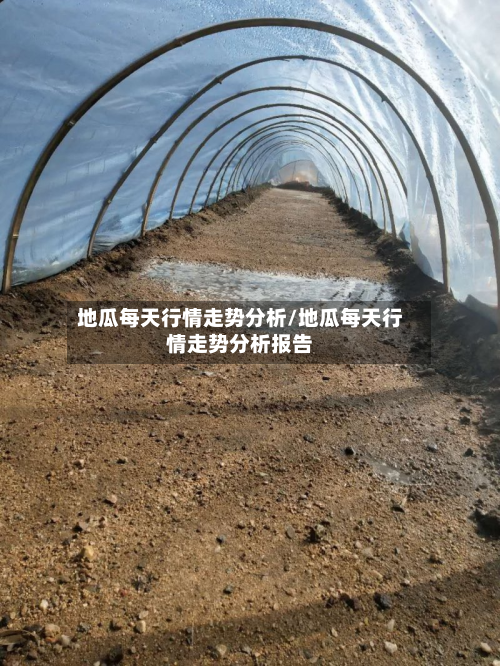 地瓜每天行情走势分析/地瓜每天行情走势分析报告-第2张图片