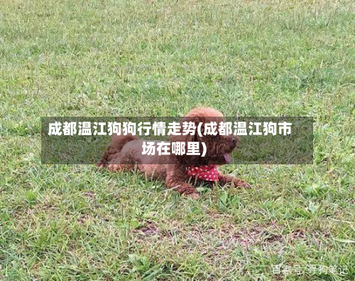 成都温江狗狗行情走势(成都温江狗市场在哪里)