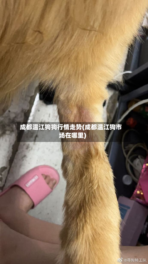 成都温江狗狗行情走势(成都温江狗市场在哪里)-第2张图片