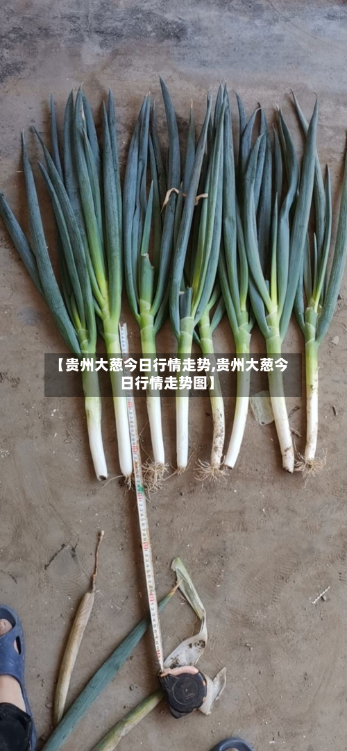 【贵州大葱今日行情走势,贵州大葱今日行情走势图】-第2张图片