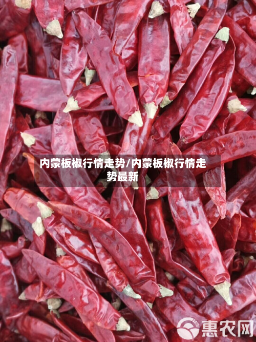 内蒙板椒行情走势/内蒙板椒行情走势最新-第3张图片