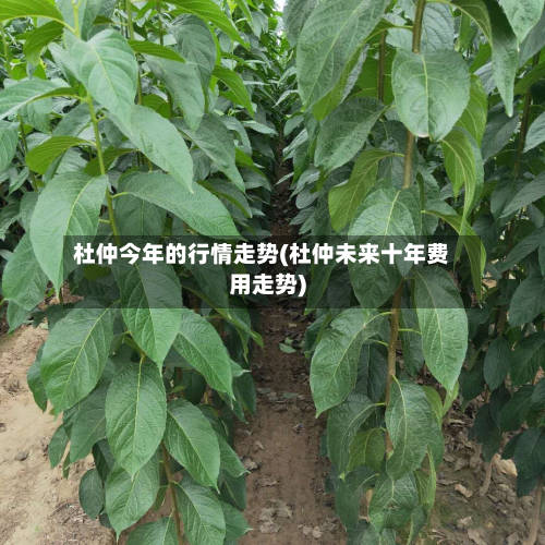 杜仲今年的行情走势(杜仲未来十年费用走势)