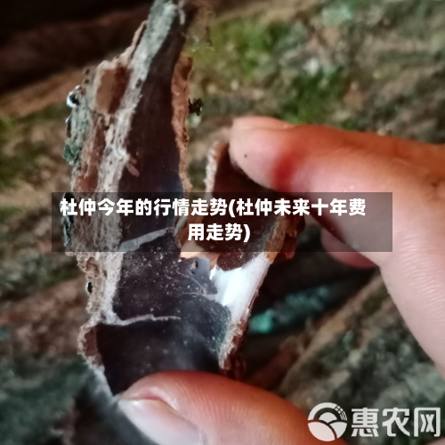 杜仲今年的行情走势(杜仲未来十年费用走势)-第2张图片