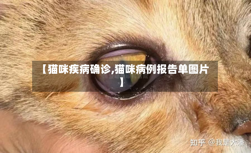 【猫咪疾病确诊,猫咪病例报告单图片】-第2张图片