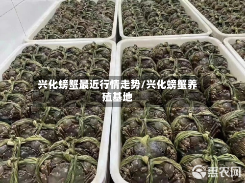 兴化螃蟹最近行情走势/兴化螃蟹养殖基地-第3张图片