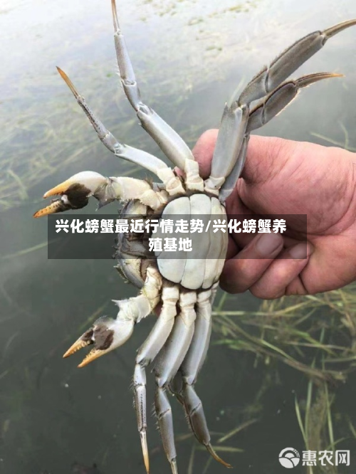 兴化螃蟹最近行情走势/兴化螃蟹养殖基地-第2张图片