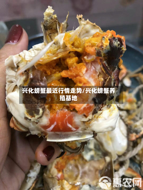 兴化螃蟹最近行情走势/兴化螃蟹养殖基地