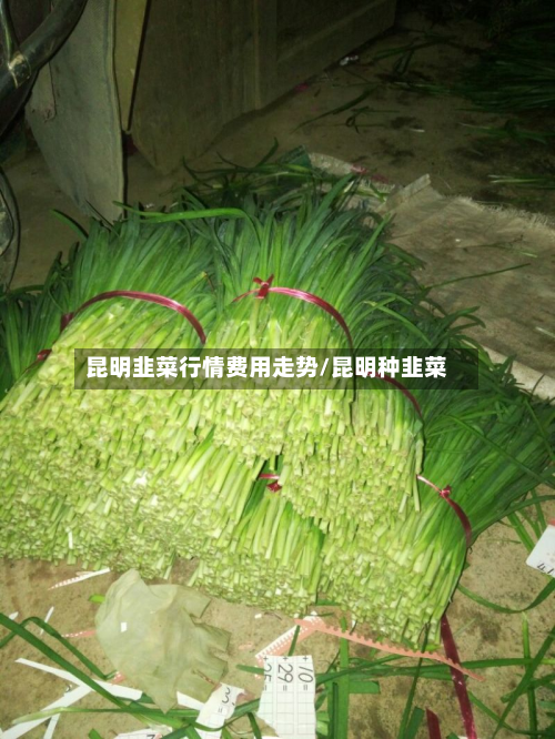 昆明韭菜行情费用走势/昆明种韭菜