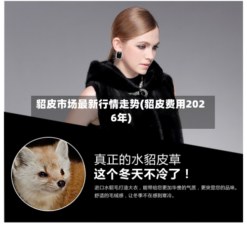 貂皮市场最新行情走势(貂皮费用2026年)